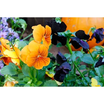 Pansy Plant (3)-2313475-25758.webp